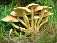 Enfeksiyon Mantarları Belirtileri ve Tedavisi Enfeksiyon Mantarları Belirtileri ve Tedavisi