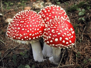 Gelin Mantarı Özellikleri Gelin Mantarı Özellikleri