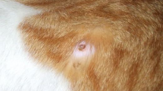 Köpeklerde Mantar Belirtileri ve Tedavisi