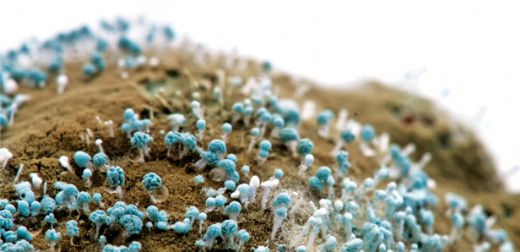 Küf Mantarı Belirtileri ve Tedavisi