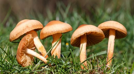 Mantarın Zararları ve Zehirlenme