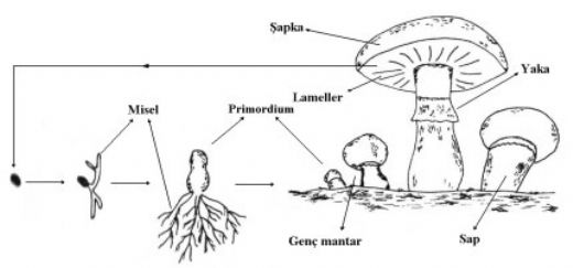 Mantarlarda Üreme Nasıl Olur?