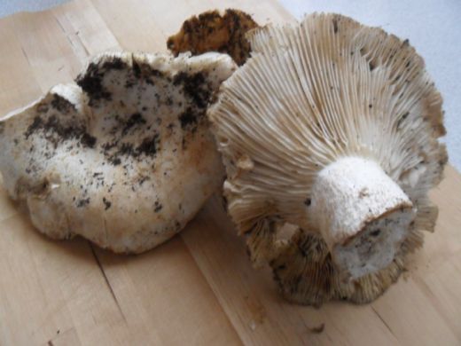 Meşe Mantarı Nasıl Pişirilir? 