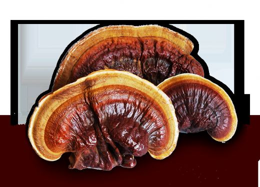 Reishi Mantar