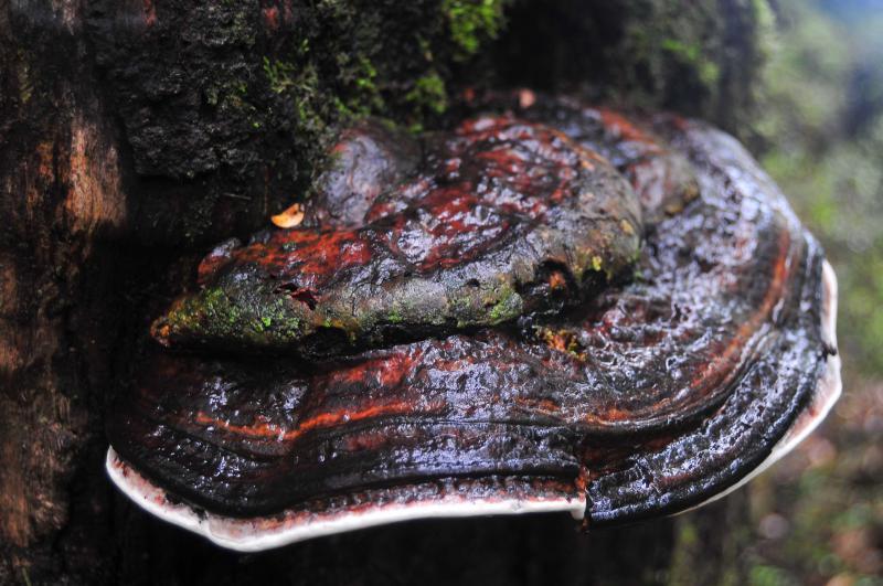 Ağaç Mantarı Ağaç Mantarları Nasıl Belirlenebilir?